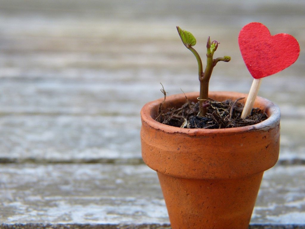 flowerpot, engine, heart